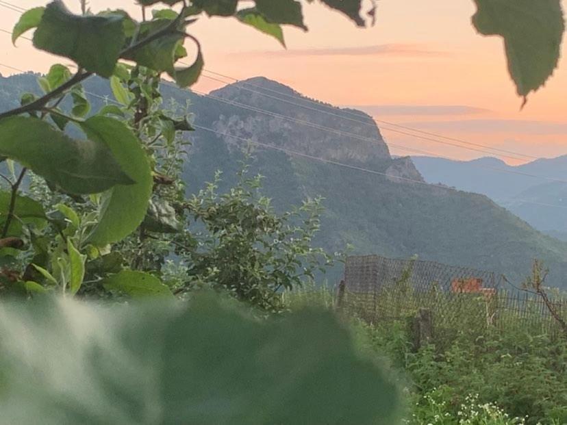 вино от глухарчета * Borovo (Plovdiv)