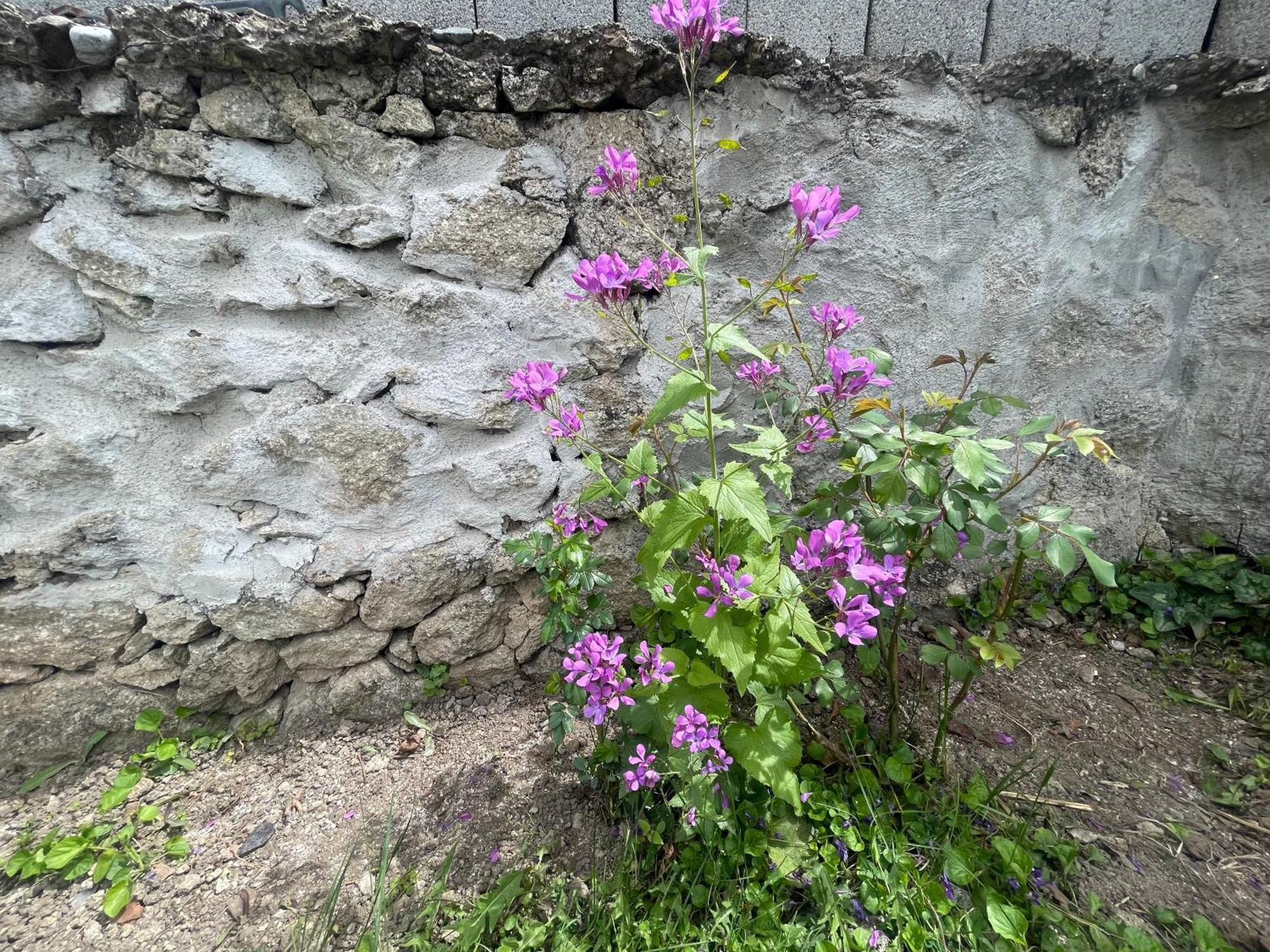 вино от глухарчета Ferienhaus Borovo (Plovdiv)