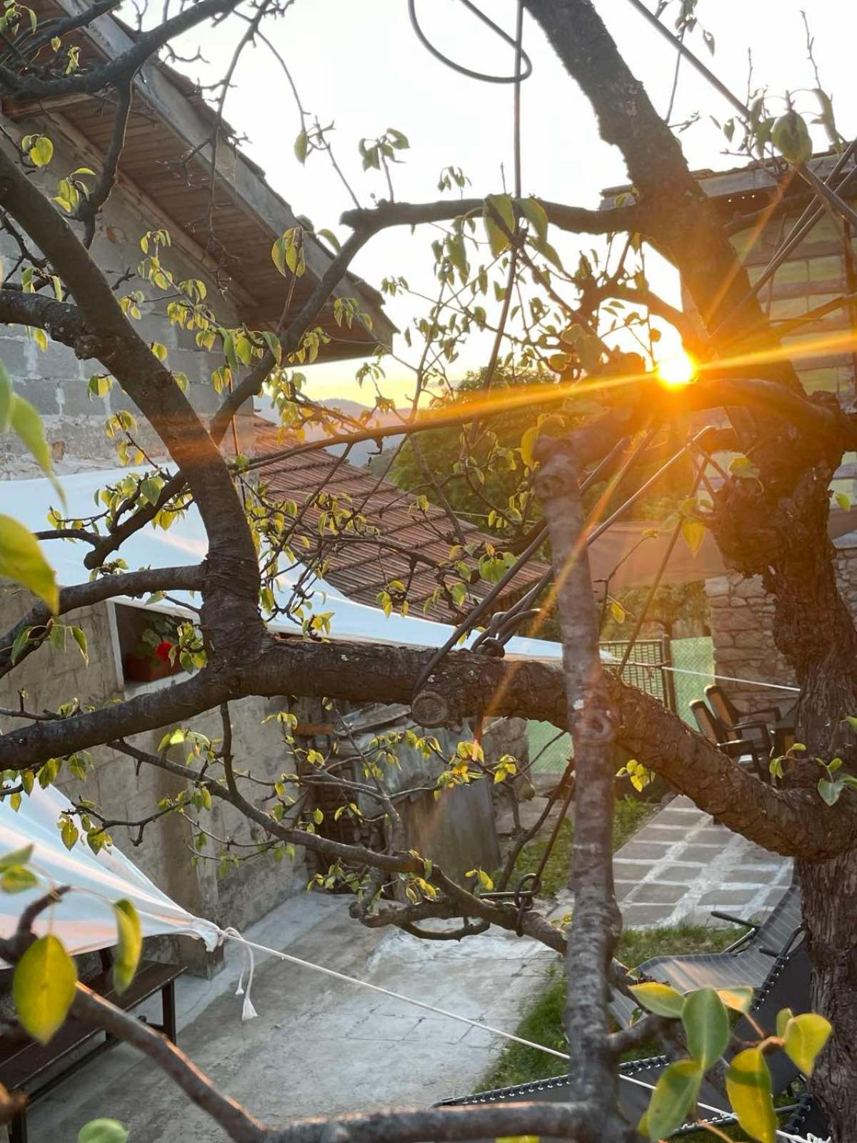 вино от глухарчета Borovo (Plovdiv)
